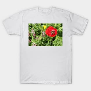 Common poppy (Papaver rhoeas), Algarve, Portugal T-Shirt